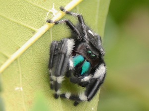 Bold Jumping Spider